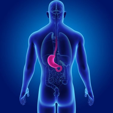 Mide zoom ile iskelet posterior