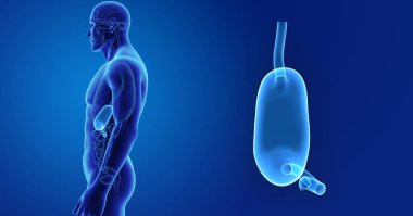 Mide zoom ile iskelet posterior