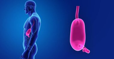 Mide zoom ile iskelet posterior