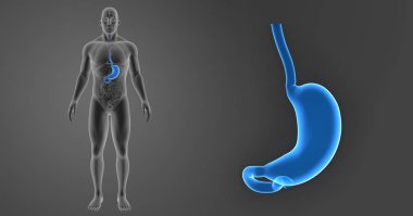 Mide zoom ile iskelet posterior