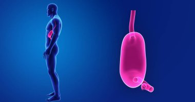 Mide zoom ile iskelet posterior