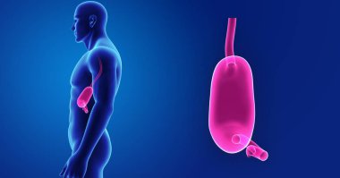 Mide zoom ile iskelet posterior