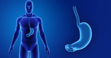 Mide zoom ile iskelet posterior