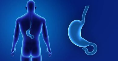 Mide zoom ile iskelet posterior