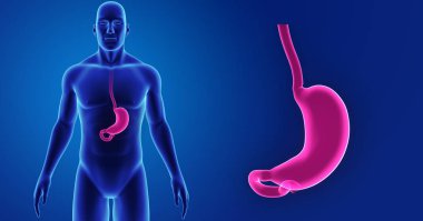 Mide zoom ile iskelet posterior