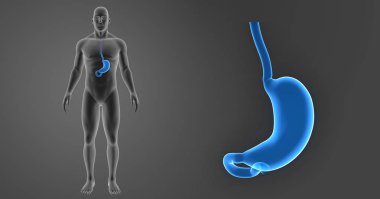 Mide zoom ile iskelet posterior