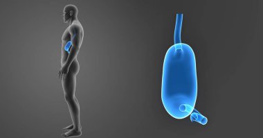 Mide zoom ile iskelet posterior