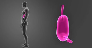 Mide zoom ile iskelet posterior