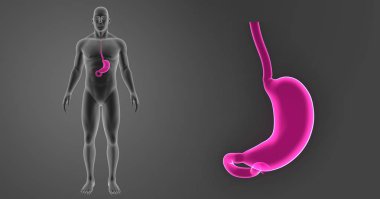 Mide zoom ile iskelet posterior