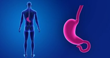 Mide zoom ile iskelet posterior