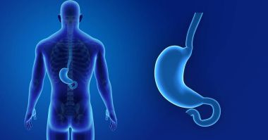 Mide zoom ile iskelet posterior