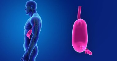 Mide zoom ile iskelet posterior