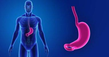 Mide zoom ile iskelet posterior