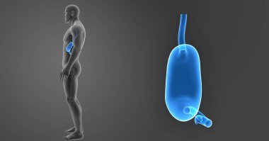 Mide zoom ile iskelet posterior