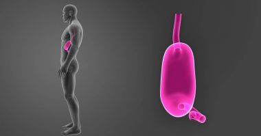 Mide zoom ile iskelet posterior