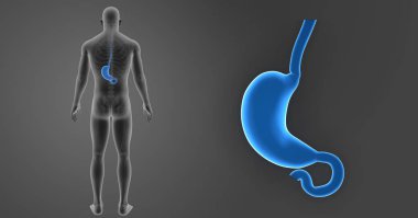 Mide zoom ile iskelet posterior