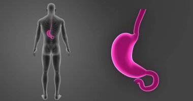 Mide zoom ile iskelet posterior