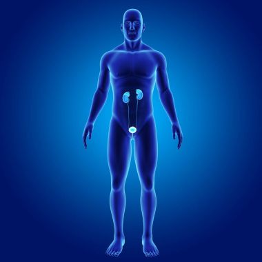 Üriner Sistem illüstrasyon