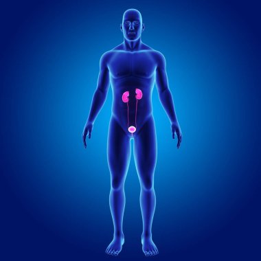 Üriner Sistem illüstrasyon