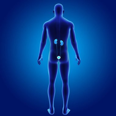 Üriner Sistem illüstrasyon