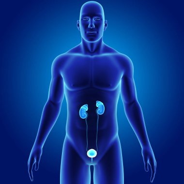 Üriner Sistem illüstrasyon