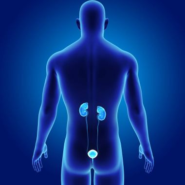 Üriner Sistem illüstrasyon