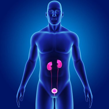 Üriner Sistem illüstrasyon