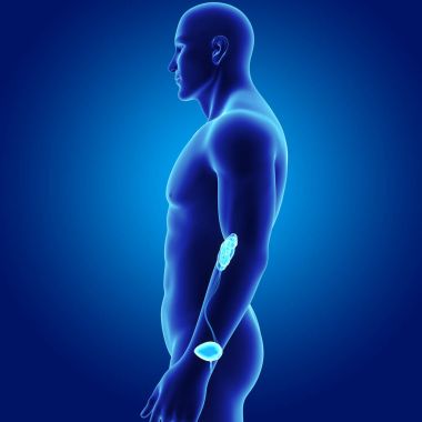 Üriner Sistem illüstrasyon