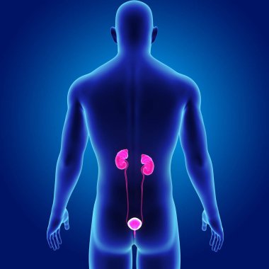 Üriner Sistem illüstrasyon