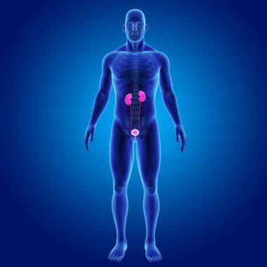 Üriner Sistem illüstrasyon