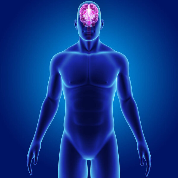 Мозг с передним видом
