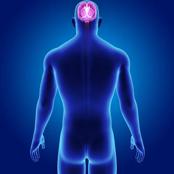 Cerebro con vista anterior del cuerpo — Foto de Stock