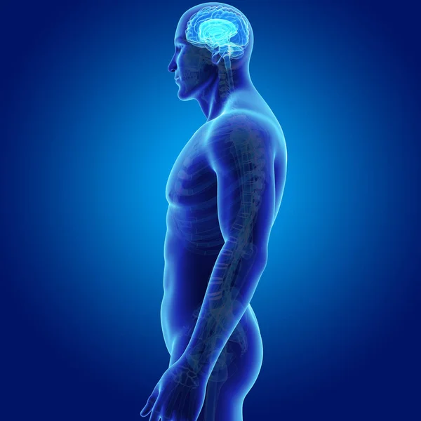 Brain with body anterior view — Stock Photo, Image