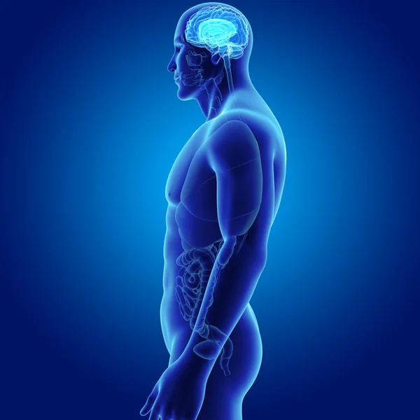 Brain with body anterior view — Stock Photo, Image