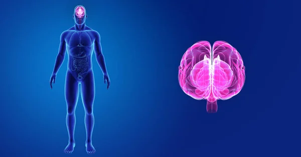 Cerebro con vista anterior del cuerpo —  Fotos de Stock