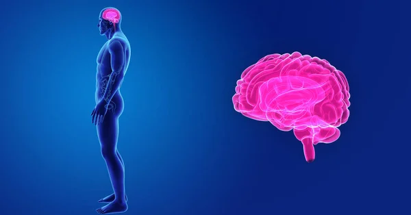 Cerebro con vista anterior del cuerpo — Foto de Stock