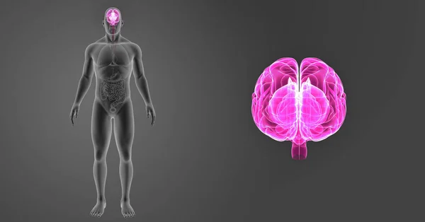 Vücut ön görünümü ile beyin — Stok fotoğraf