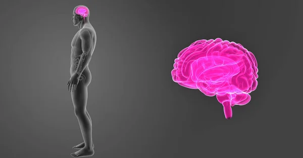 Cerebro con vista anterior del cuerpo —  Fotos de Stock