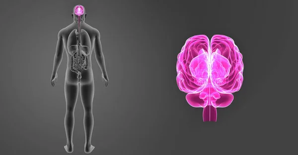 大脑与身体前视图 — 图库照片
