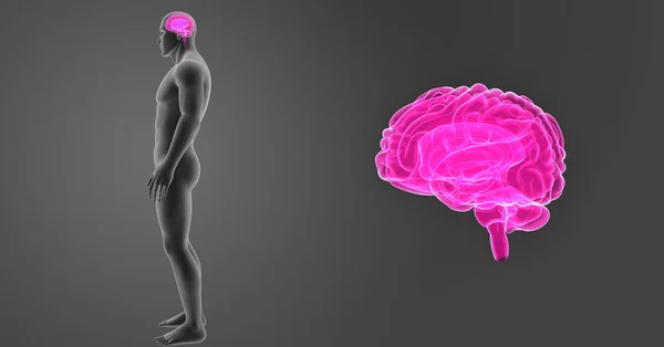 Cerebro con vista anterior del cuerpo — Foto de Stock