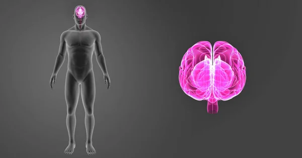 Мозок з переднім видом тіла — стокове фото