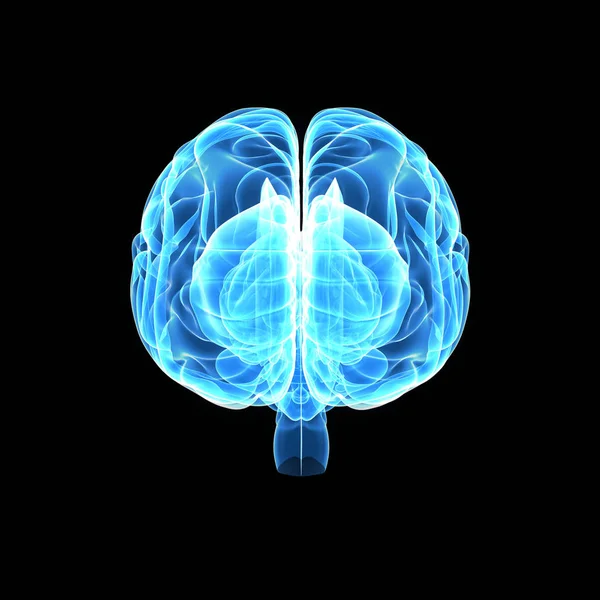 Vücut ön görünümü ile beyin — Stok fotoğraf