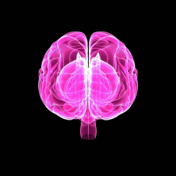 Cérebro com visão anterior do corpo — Fotografia de Stock