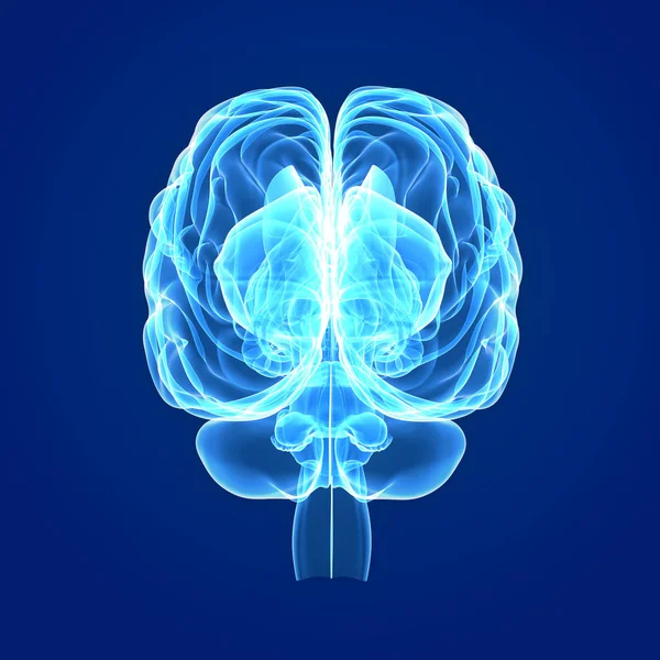 Cerebro con vista anterior del cuerpo — Foto de Stock