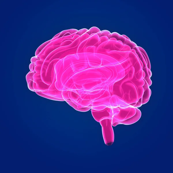 Mozek se tělo přední pohled — Stock fotografie