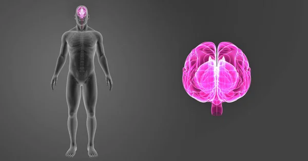 Cervello con vista anteriore del corpo — Foto Stock