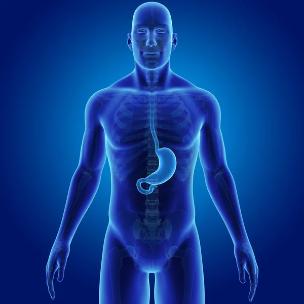 Stomach zoom with skeleton posterior — Stock Photo, Image