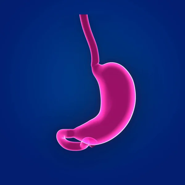 Color Stomach illustration — Stock Photo, Image