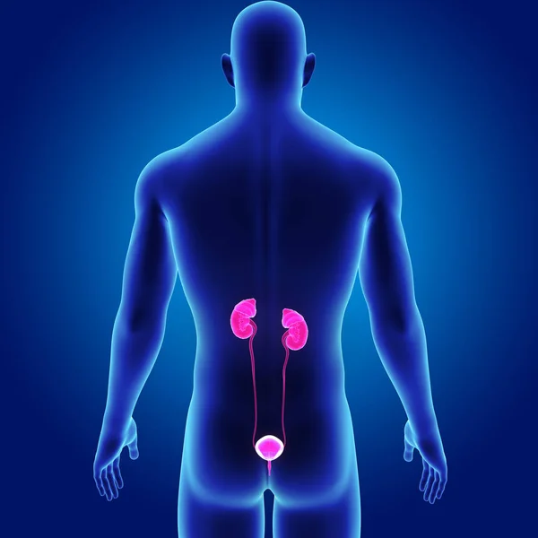 Ilustracja układu moczowego — Zdjęcie stockowe