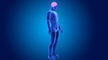 3D beyin annatomy ile